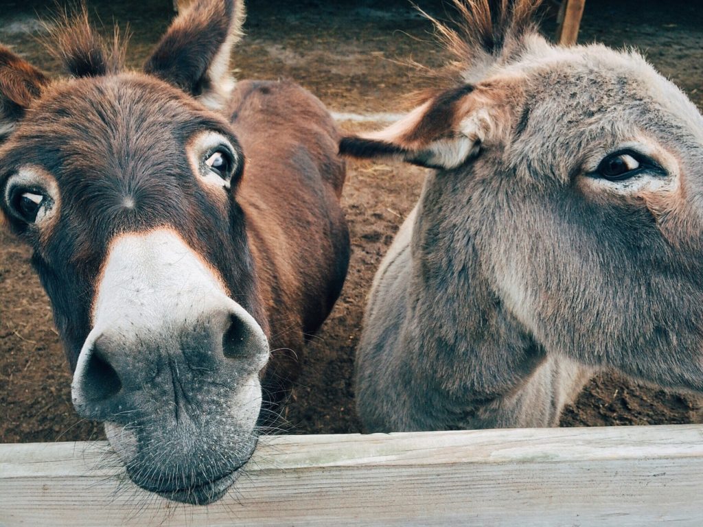 de l'ane au zebu